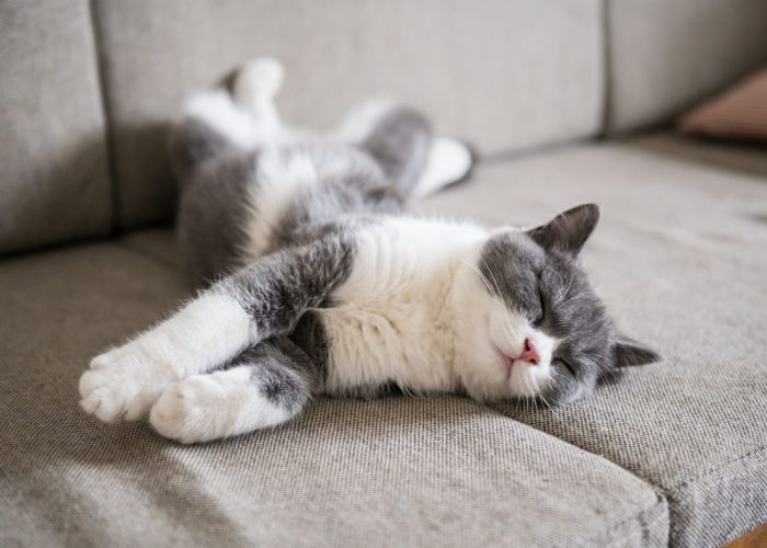 Gray and white cat stretched out sleeping on a gray couch