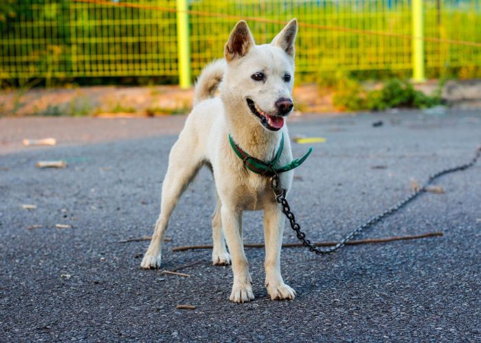 White dog on a leash standing in a parking lot near a grassy field