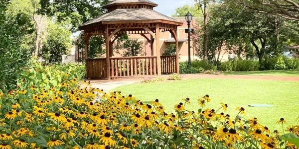 Beautiful wood gazebo surrounded by grass and black-eyed susan flowers in a Forney TX park